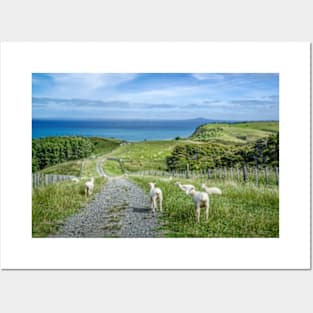 Shorn Sheep Posters and Art